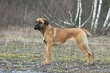 CANE CORSO 718